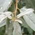 Elaeagnus Angustifolia Oleaster also known as Russian olive, white flowering buy online UK delivery