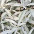 Elaeagnus Quicksilver Silver Foliage Plant, very attractive border plant for sale online with UK delivery