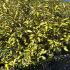 Elaeagnus Ebbingei Eleador 1-1.25 m buy online UK.