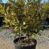 Elaeagnus Ebbingei Eleador 80-100 cm buy online UK.