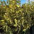 Elaeagnus Ebbingei Eleador 1.25-1.5 m buy online UK.
