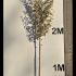 eleagebbtree 2.5-3 m buy online UK.