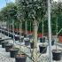 Elaeagnus Ebbingei Full Standard Tree 1.8-2 m buy online UK.