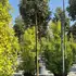 eleagebbtree 2.75-3.25 m buy online UK.