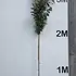 eleagebbtree 3-3.5 m buy online UK.