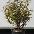 Elaeagnus Ebbingei Gilt Edge 60-80 cm buy online UK.