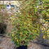 eev 1-1.25 m buy online UK.
