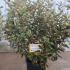 Elaeagnus Ebbingei Viveleg Oleaster 80-100 cm buy online UK.