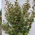 eev 1.25-1.5 m buy online UK.