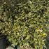 Elaeagnus Ebbingei Viveleg Oleaster 1.5-1.75 m buy online UK.