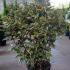 Elaeagnus Ebbingei Viveleg Oleaster 60-80 cm buy online UK.