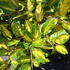 Elaeagnus Pungens Maculata or Oleaster Maculata