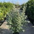 eqs 1.5-1.75 m buy online UK.
