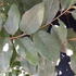 Elaeagnus Quicksilver for sale uk