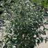Elaeagnus Quicksilver 1-1.25 m buy online UK.