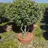 eleag 1.25 m buy online UK.