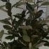 Elaeagnus x Ebbingei 30-40 cm buy online UK.