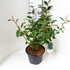 eleag 50-60 cm buy online UK.