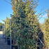eleag 2.5-3 m buy online UK.