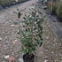 eleag 50-60 cm buy online UK.