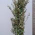 Elaeagnus x Ebbingei 2-2.5 m buy online UK.