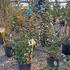 eleag 80-100 cm buy online UK.