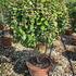 eleag 80-100 cm buy online UK.