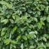 Elaeagnus Ebbingei Compacta or Oleaster Compacta, hardy fast growing evergreen shrubs excellent for hedging.