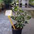 Elaeagnus x Ebbingei Compacta Oleaster 40-60 cm buy online UK.
