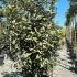 Elaeagnus x Ebbingei Compacta Oleaster 1.25-1.5 m buy online UK.