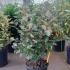 Elaeagnus x Ebbingei Compacta Oleaster 60-80 cm buy online UK.