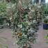 Elaeagnus x Ebbingei Compacta Oleaster 80-100 cm buy online UK.