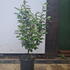 eec 50-60 cm buy online UK.