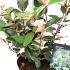 Elaeagnus x Ebbingei Compacta Oleaster 25-30 cm buy online UK.