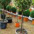 Eleagnus Ebbingei as a Lollipop topiary tree for sale in London and online from Oleaster topiary stockists, UK