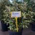 Eleagnus Ebbingei Maryline Oleaster 60-80 cm buy online UK.