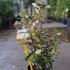 Eleagnus Ebbingei Maryline Oleaster 30-40 cm buy online UK.