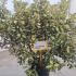 Eleagnus Ebbingei Maryline Oleaster 80-100 cm buy online UK.