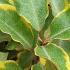 Elaeagnus Ebbingei Viveleg or Oleaster Viveleg has beautiful marginated leaves in dark green and gold. An attractive evergreen shrub, buy online UK.