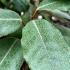 Elaeagnus X Ebbingei Espalier Frame, Half Standard Trees with clear stem, for sale at our London nursery UK