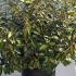 Eleagnus X Ebbingei Limelight 1-1.25 m buy online UK.