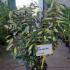 Eleagnus X Ebbingei Limelight 60-80 cm buy online UK.