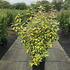eleblim 1.25-1.5 m buy online UK.