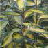 Eleagnus x Ebbingei Limelight - variegated Oleaster shrub for sale online UK