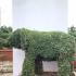Elephant Topiary tree, unique trained trees in the shape of an elephant for sale UK.
