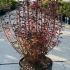 Enkianthus campanulatus 50-60 cm buy online UK.