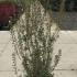 Enkianthus campanulatus 1.25-1.5 m buy online UK.