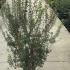 ecr 1-1.25 m buy online UK.