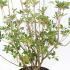 Enkianthus campanulatus 40-50 cm buy online UK.