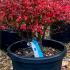 Enkianthus perulatus autumn foliage with brilliant red and orange leaves